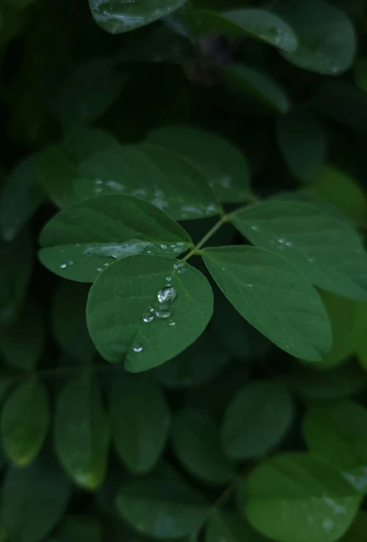 a plant with leaves covered in water droplets