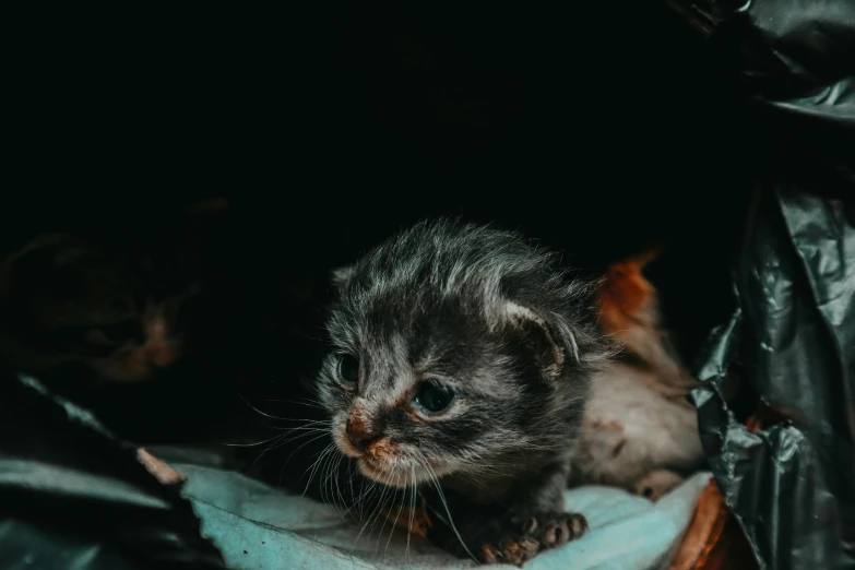 two small gray kittens on a blanket with one sleeping