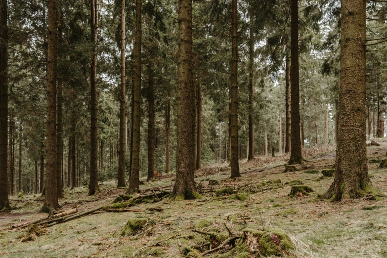 a wooded area filled with trees and a large patch of grass