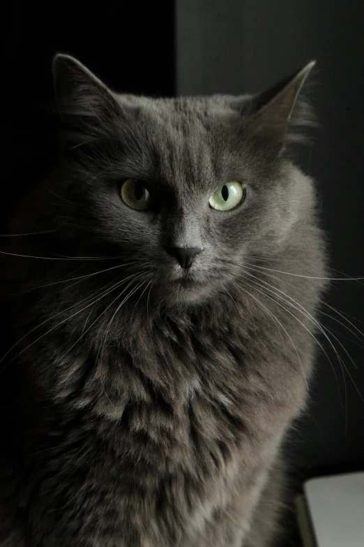 a gray cat sits on top of a book and stares at the camera