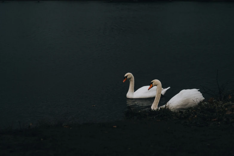 a couple of swans that are swimming in a pond