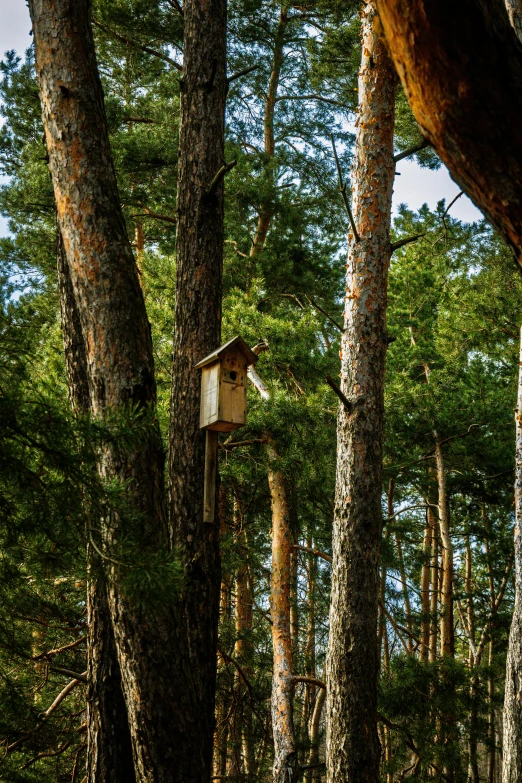 the bird house is suspended in the trees