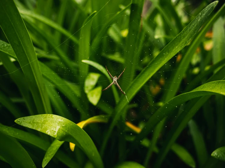 small spider in the middle of grass with dews