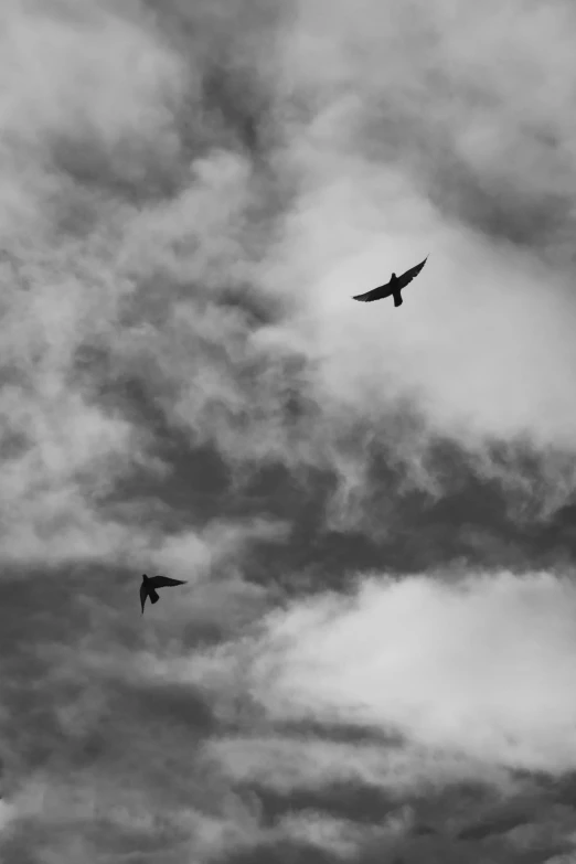 two birds are in the sky and one is black