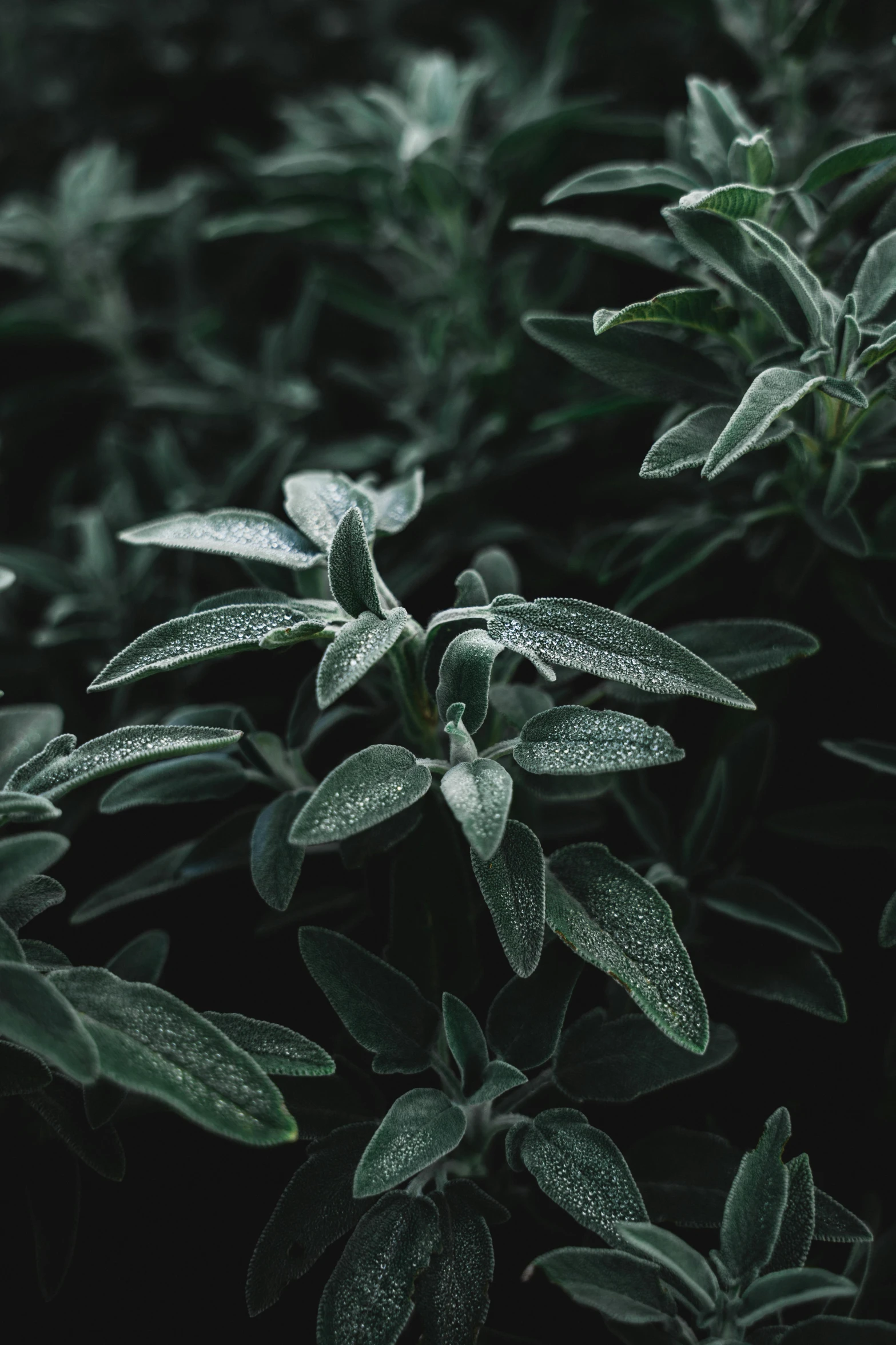 a green bush with dew on it