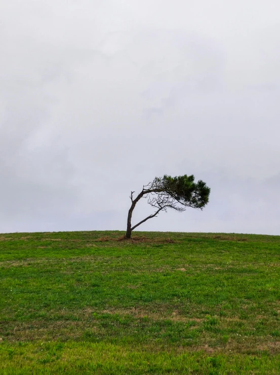 lone single tree sitting on the hill in the grass