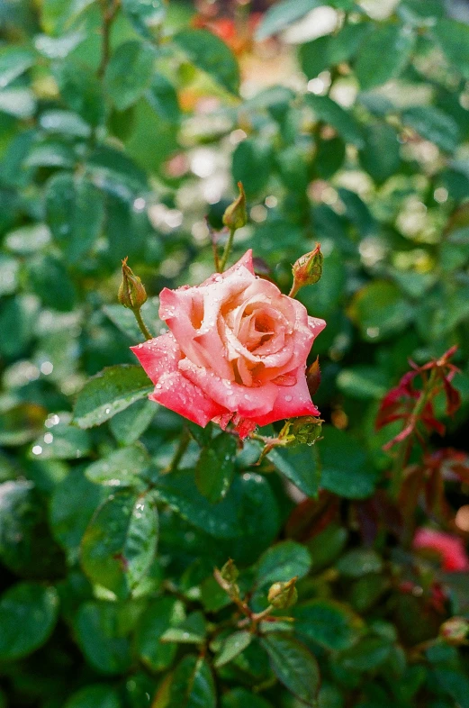 a single pink rose with red and white stripes