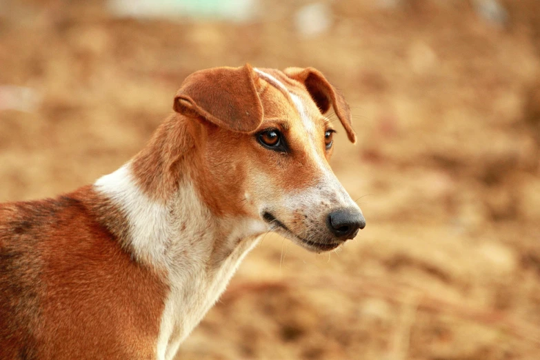 this po shows a dog's side profile on a sandy area