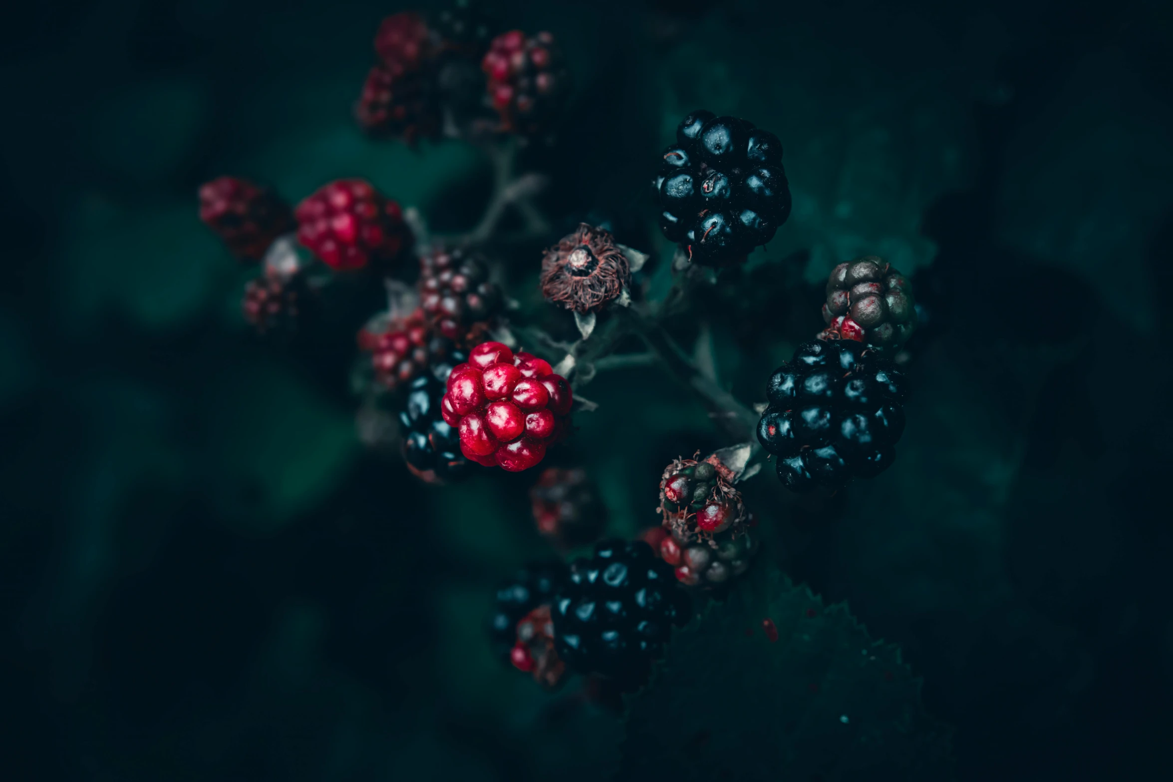 berries and other flowers on a black background