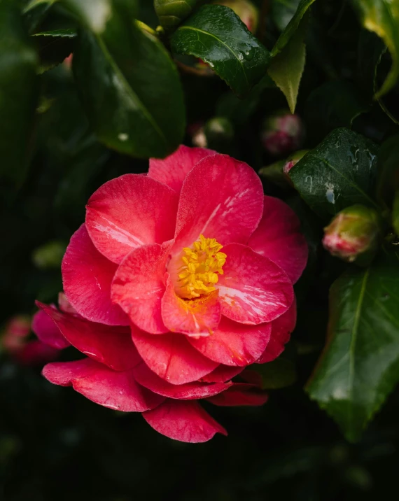 a close up view of a single flower