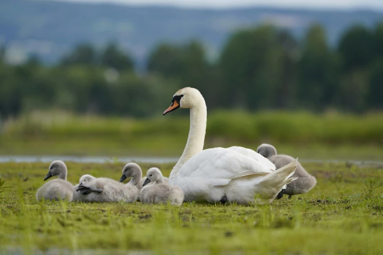 a baby swan is swimming with its mother and a family