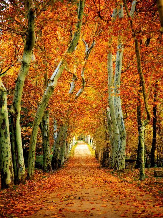 a pathway surrounded by many colorful trees