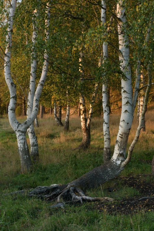 two small trees and another tree on a field