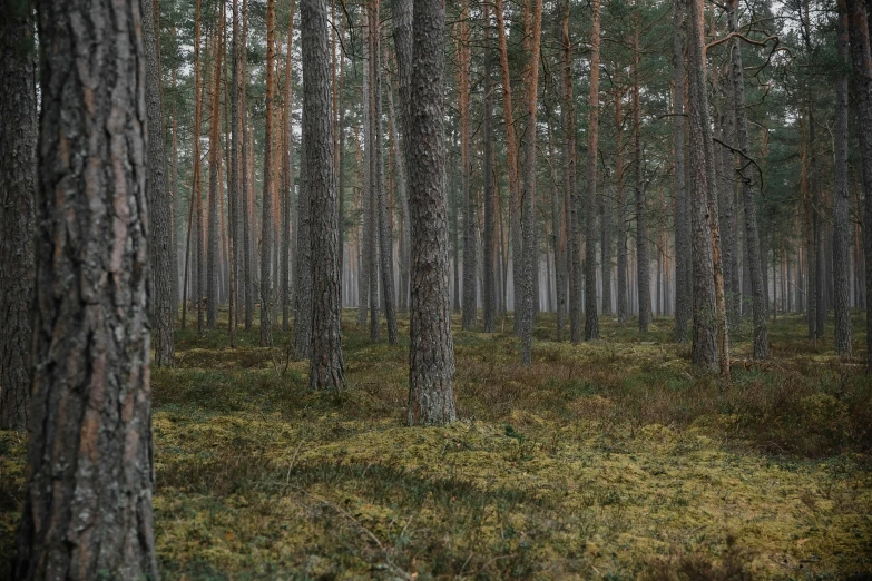 a grove of trees with lots of green and brown leaves