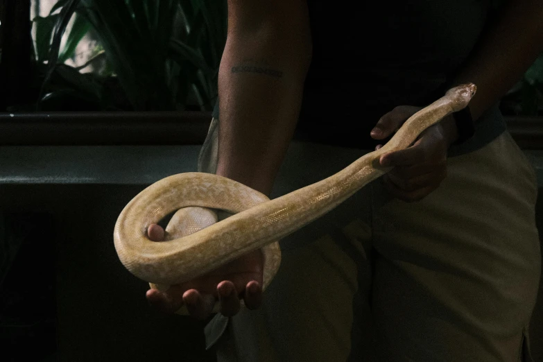 a person holds a huge snake in their hands