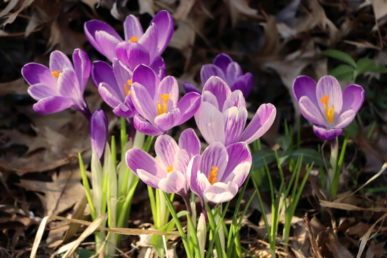 some purple flowers are sitting in the middle of the dirt