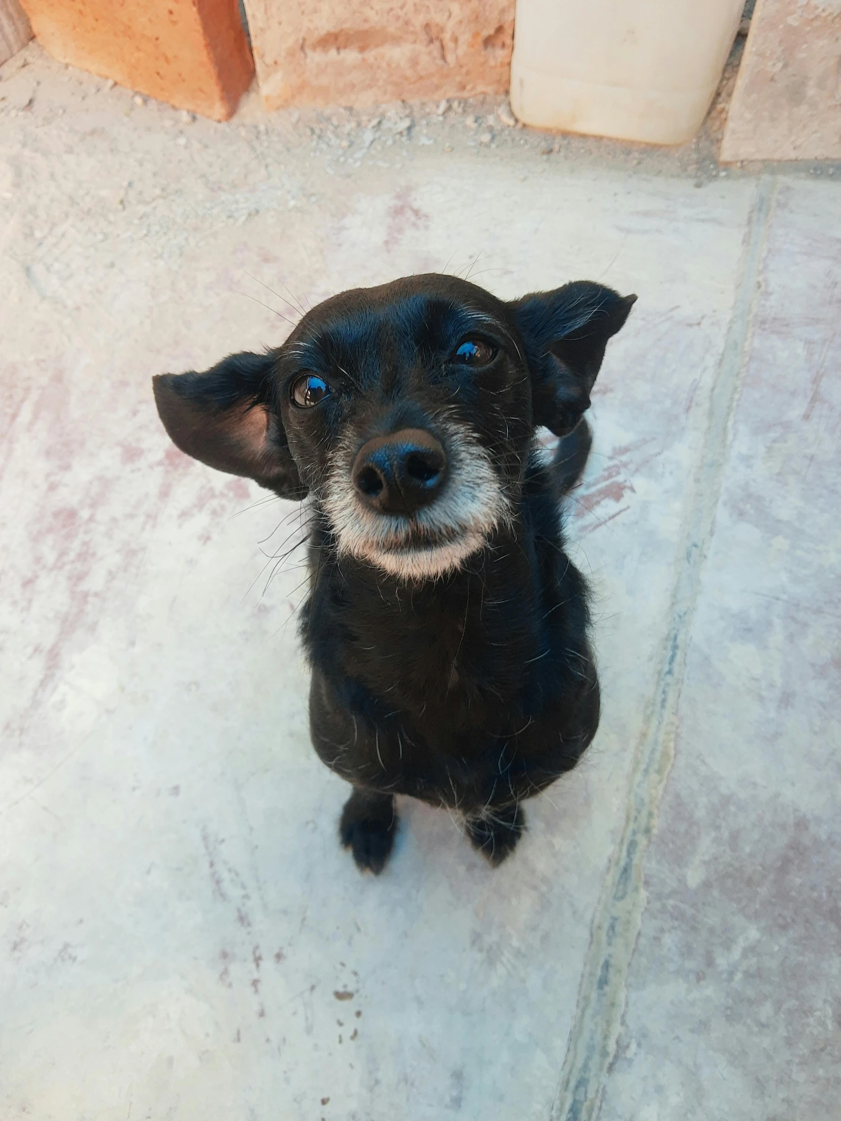 a black dog sitting next to a brick building