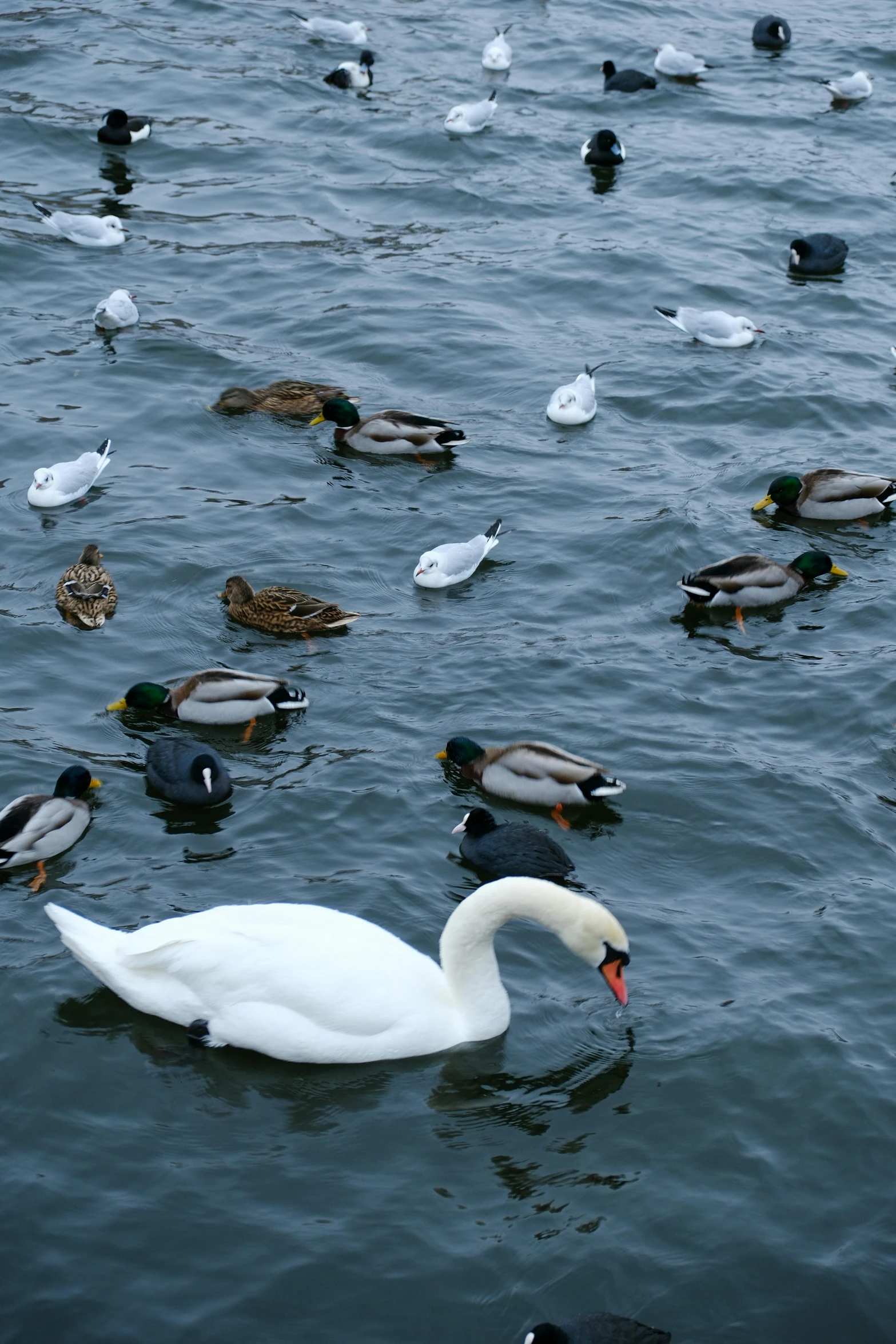 many ducks and ducks swimming in the water