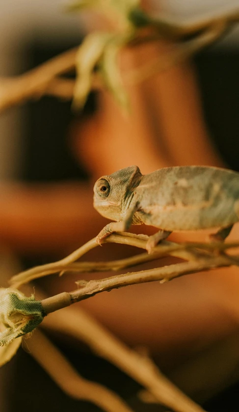 a gecko walking on a twig