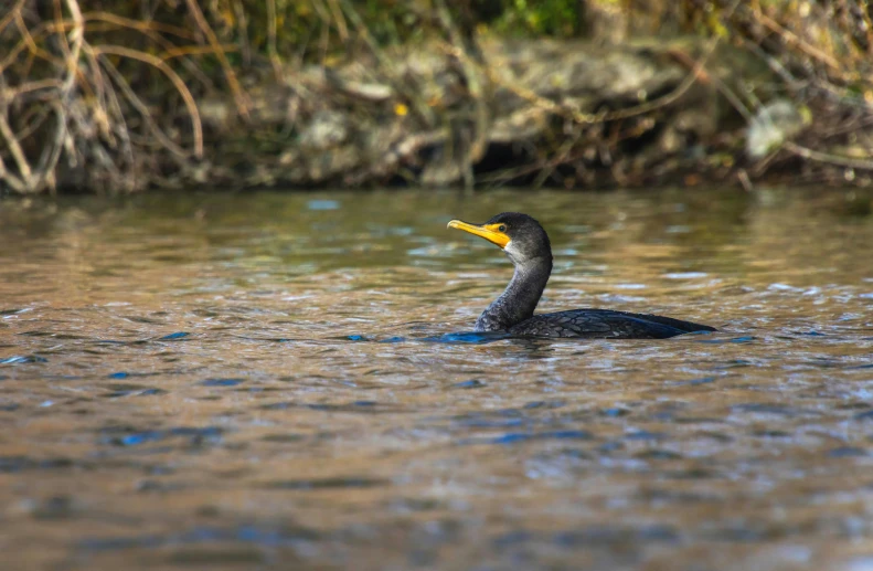 there is a duck floating on the water