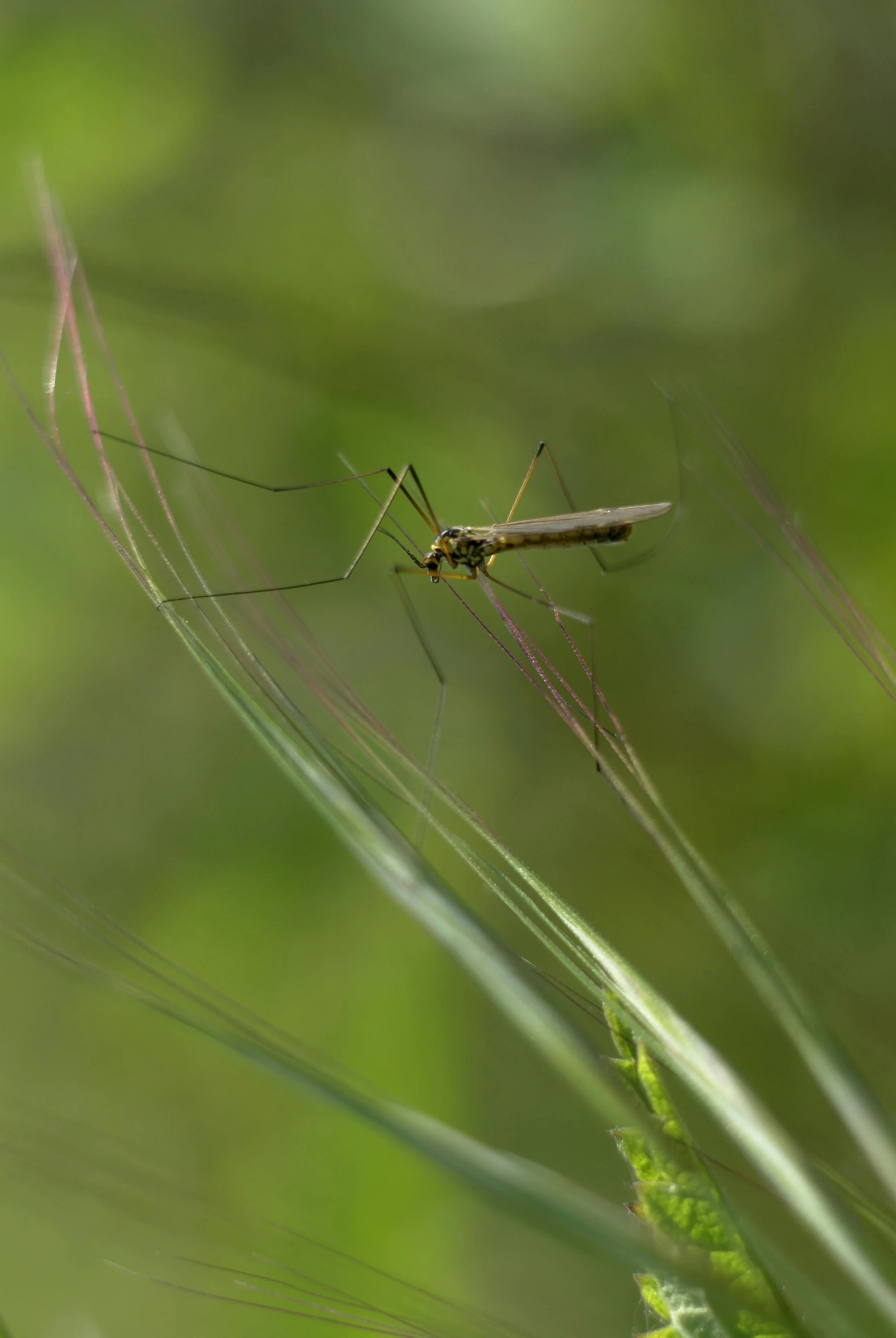 a praying insect walking on grass outside