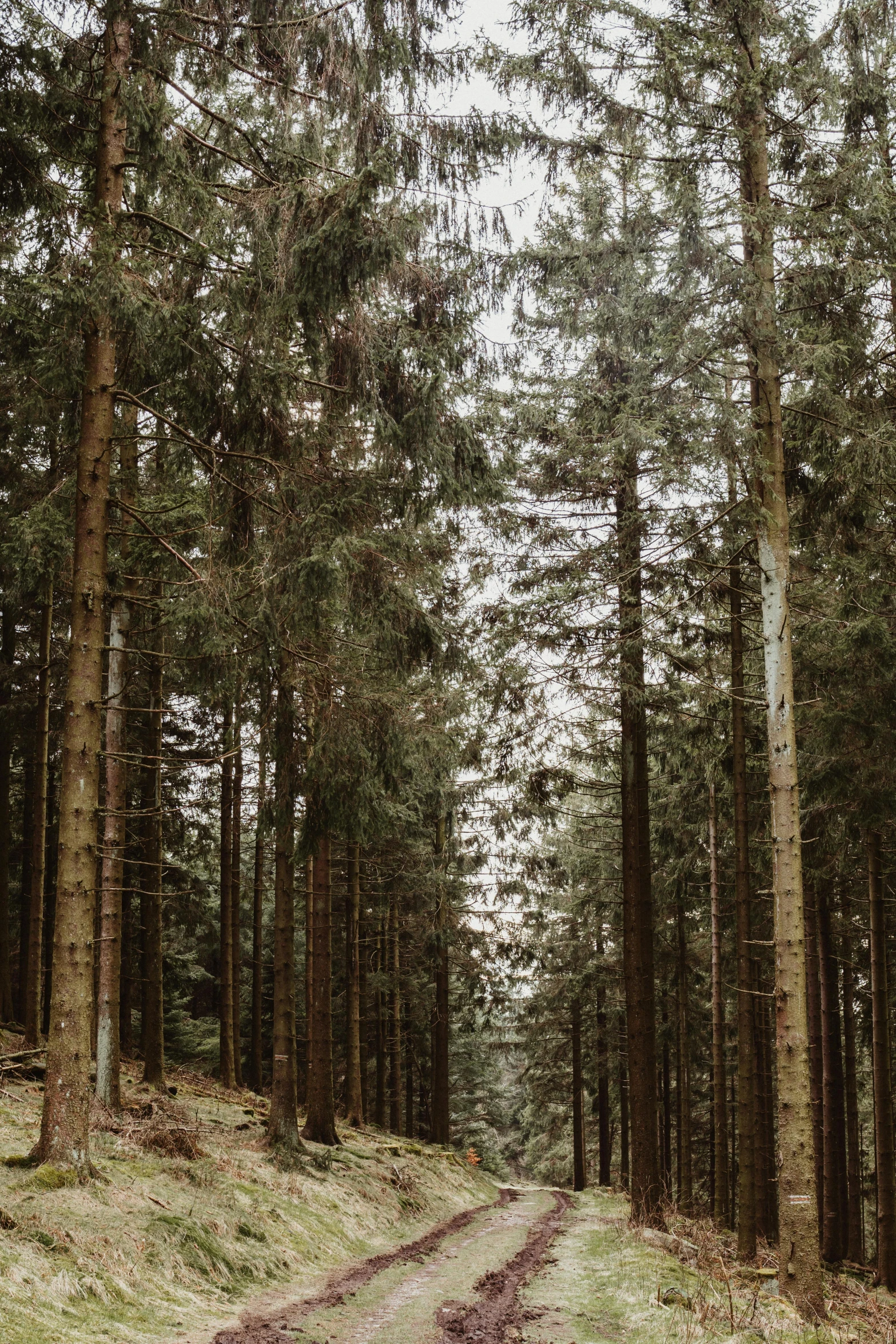 dirt road passing through tall trees in wooded area