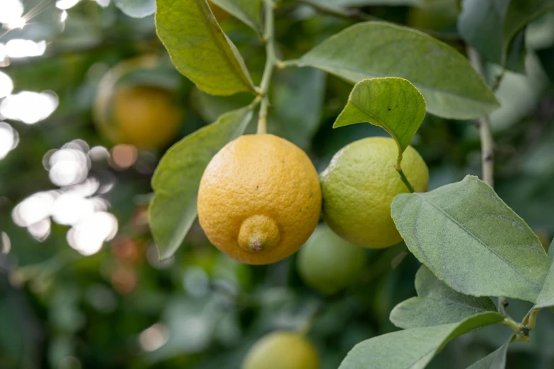 there are fruit on the tree and leaves in the background