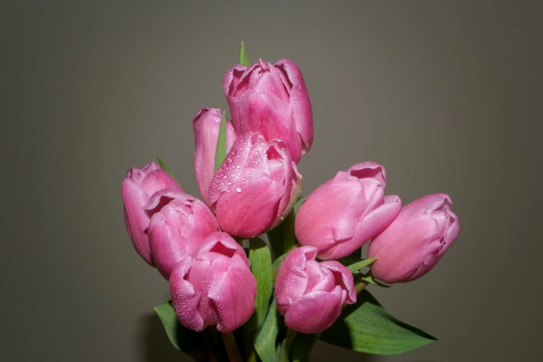 pink tulips with water droplets on them in a vase