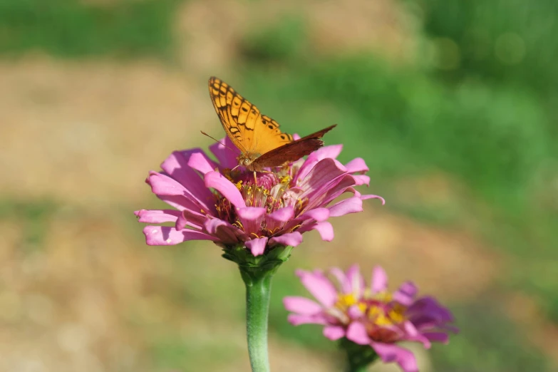 a close up view of a single yellow erfly on some flowers