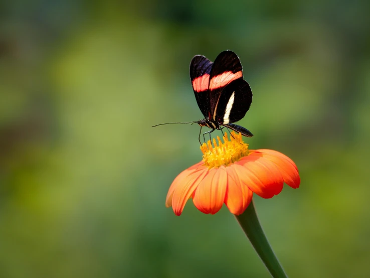 an orange and black erfly on a flower