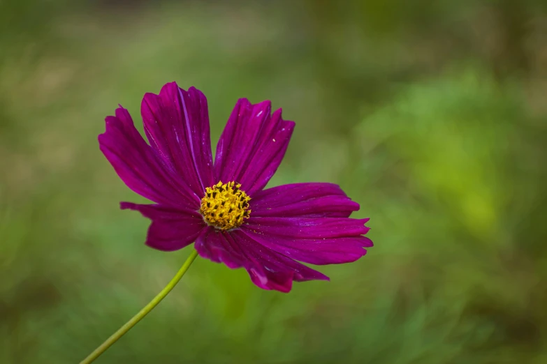 a single purple flower with yellow center and some dark centers