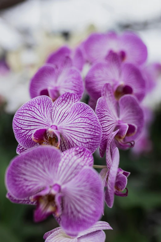 a large pink orchid blooming outside on a sunny day