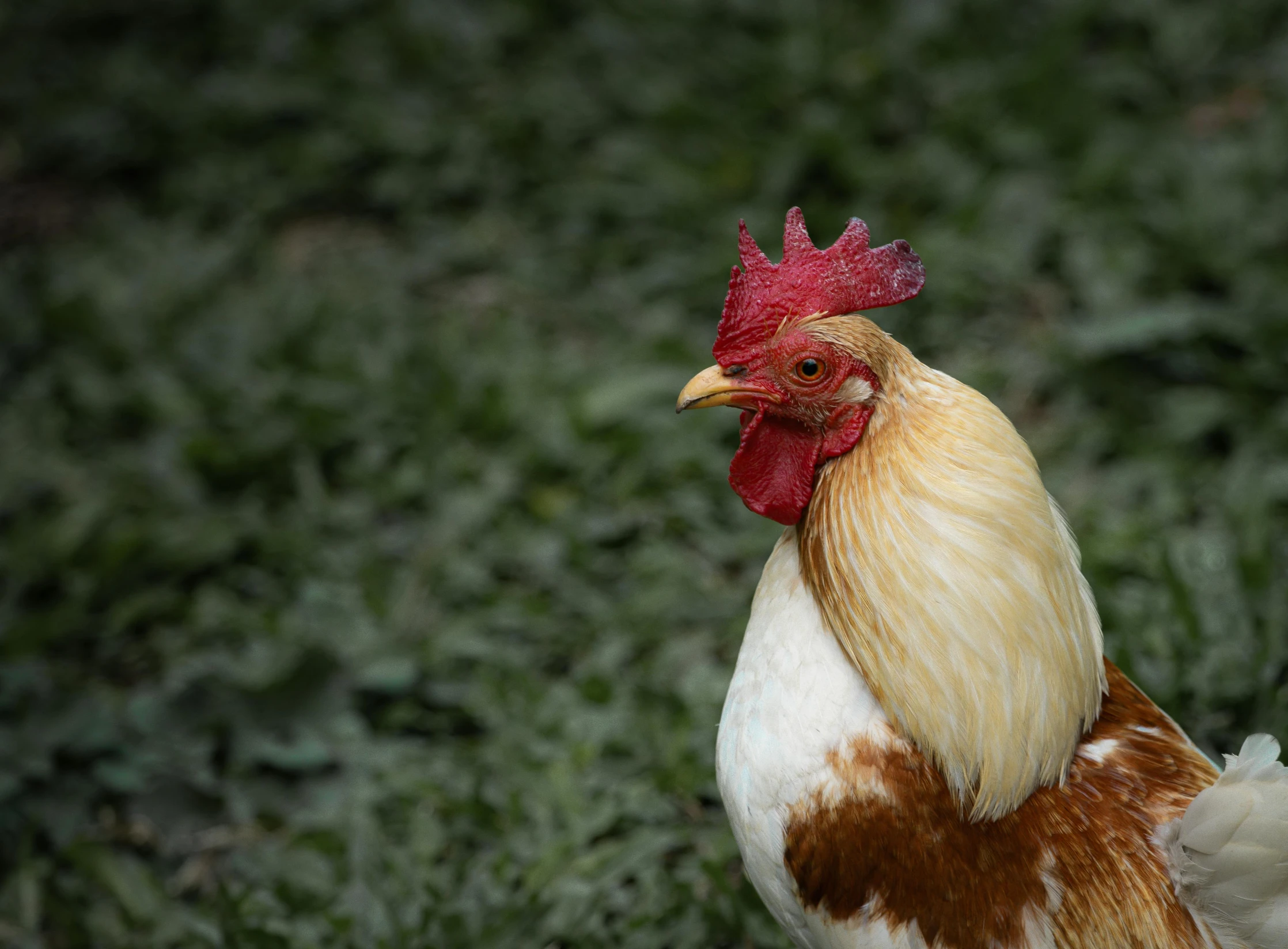 a red and white rooster standing on top of grass