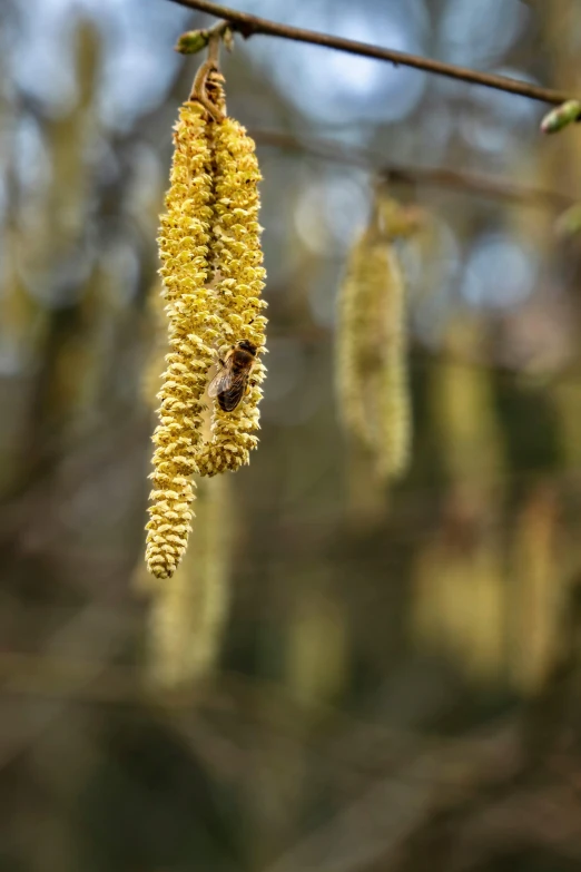 a yellow flower hanging from a tree nch