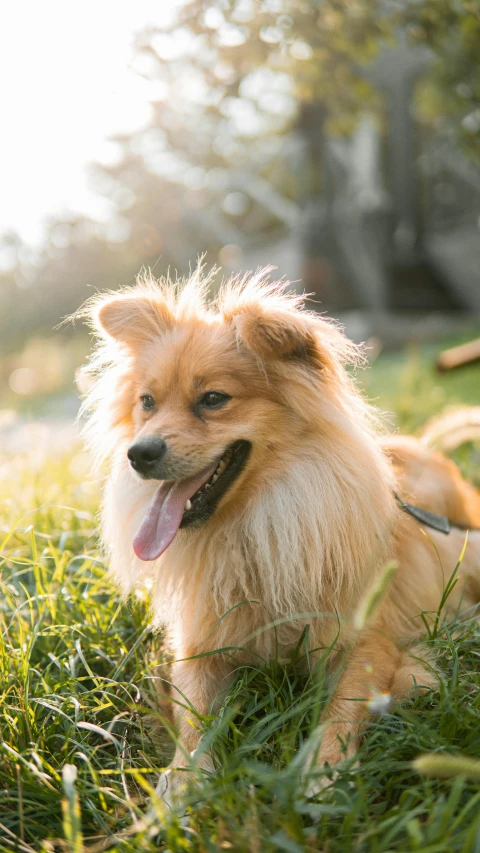 a dog sitting on a leash in a grassy area