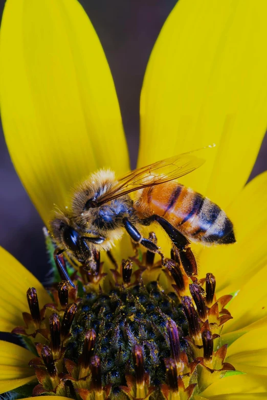 two bees on top of a large yellow flower