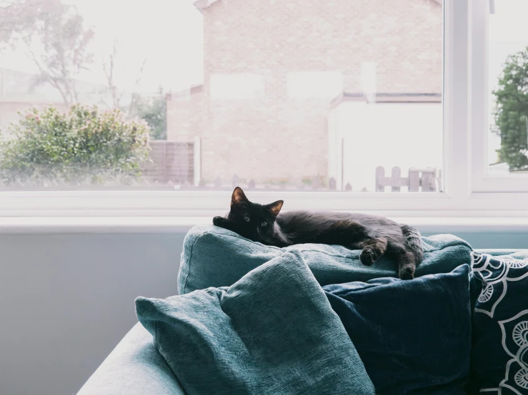 a black cat on top of pillows and a blue blanket