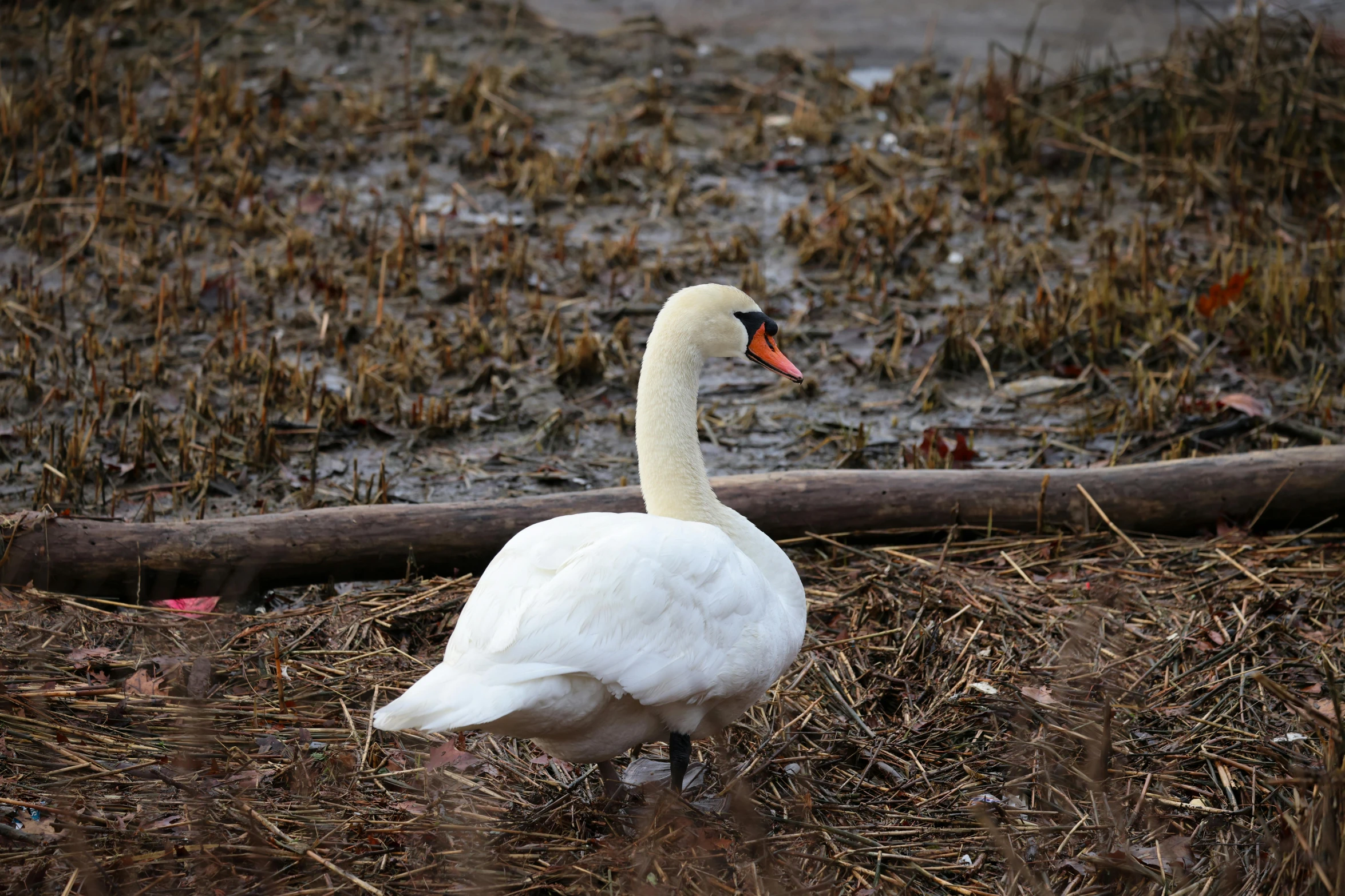 a white swan standing next to a stick in the ground