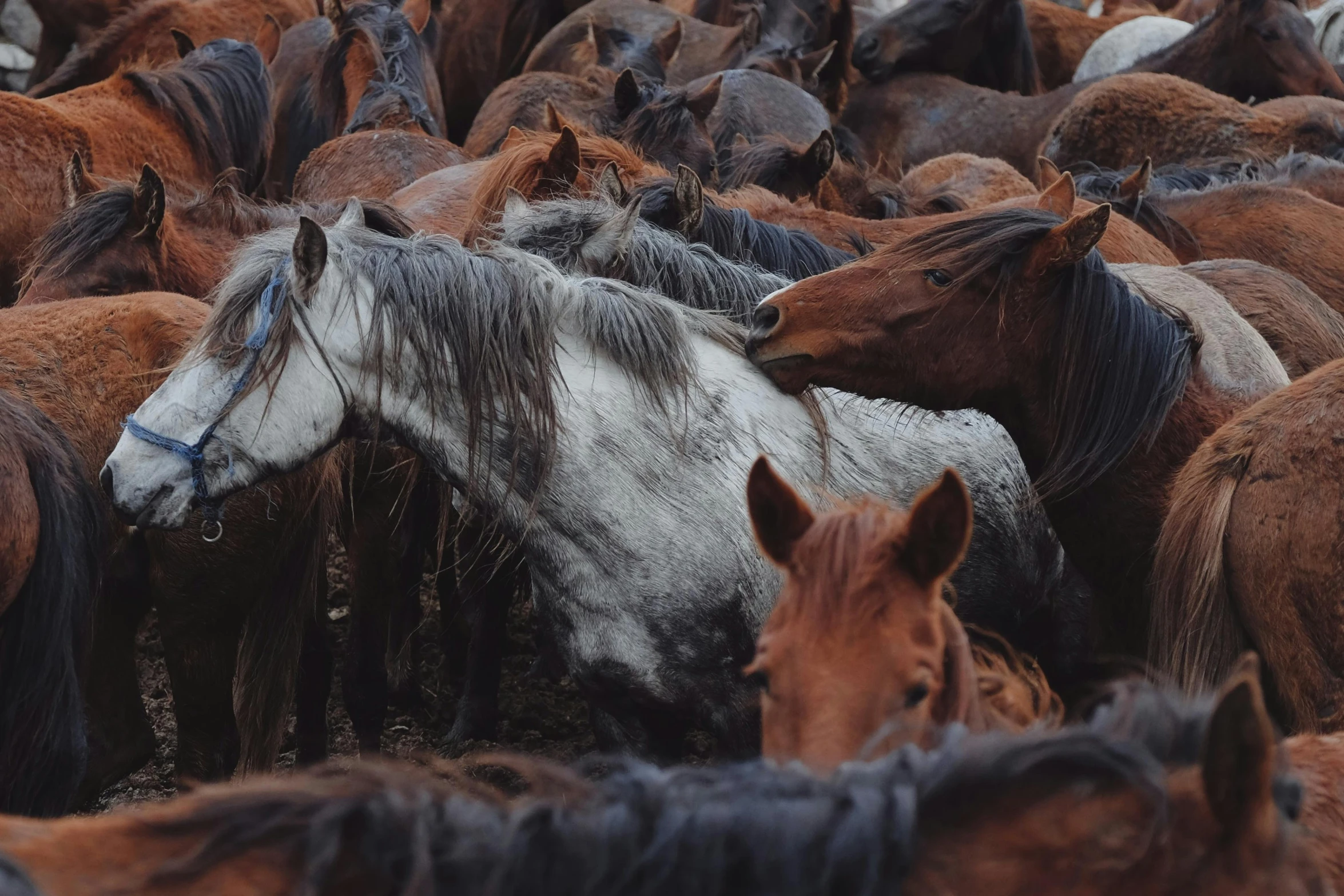 the large group of horses are together