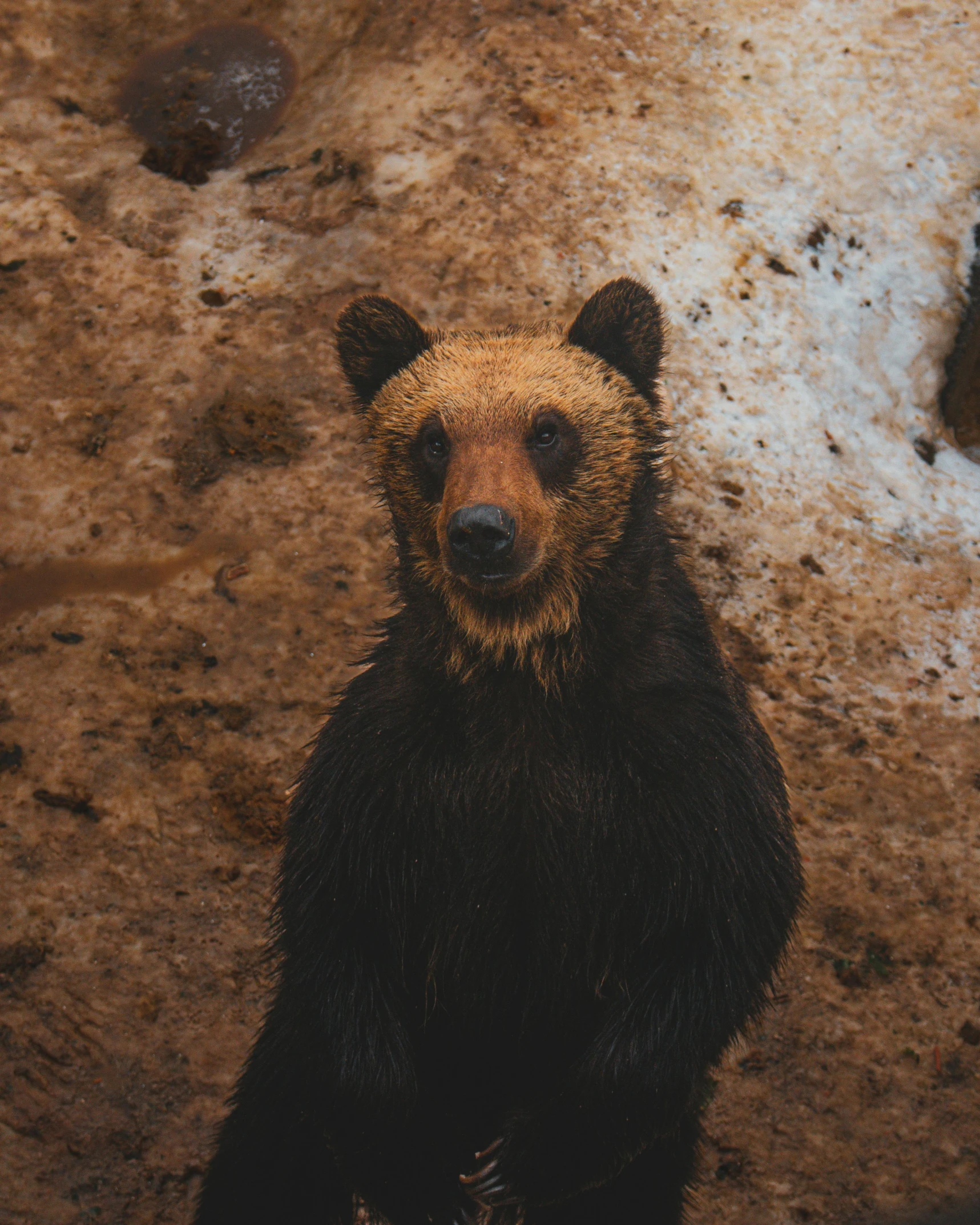 brown bear with a tan body is standing in snow