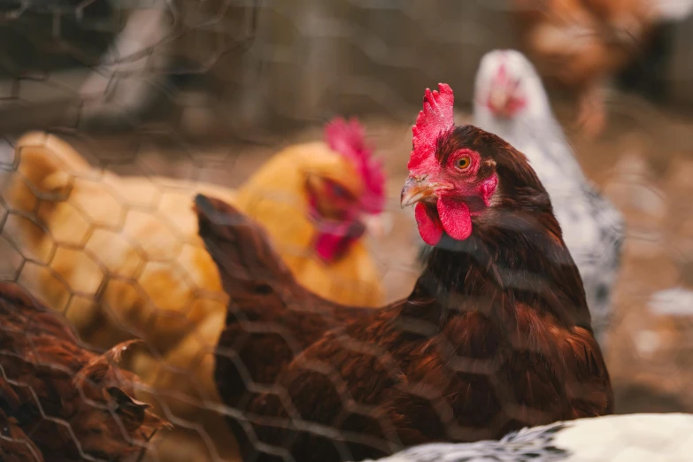 chickenes in a fenced area look over the top of their cage