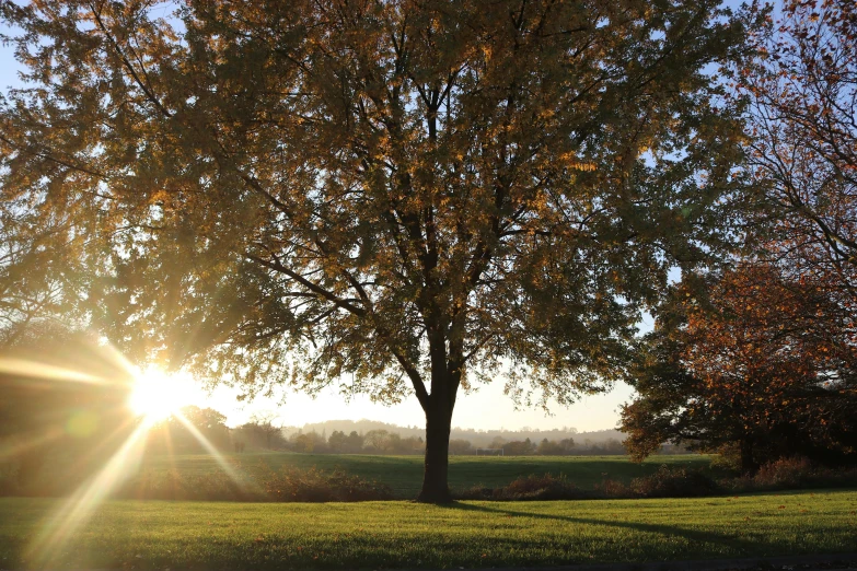 the sun rises behind a tree in a park