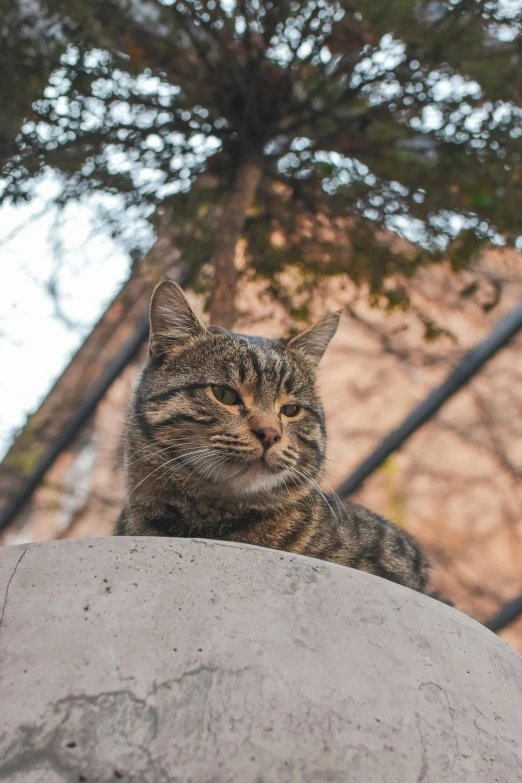 a brown cat standing on top of a cement ball