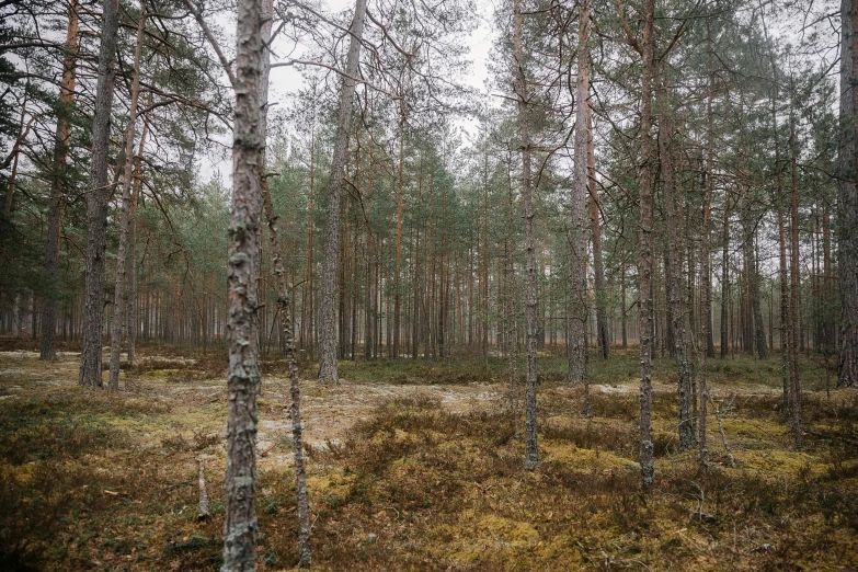 trees in a forest surrounded by tall grass