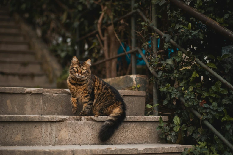 a cat sitting on a cement staircase near bushes