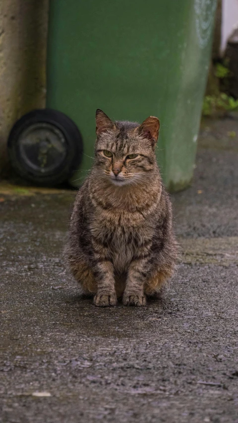 a cat sitting on the ground near a trash can