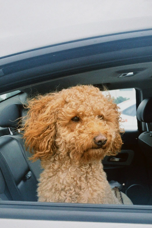a brown poodle sitting in the drivers seat of a car