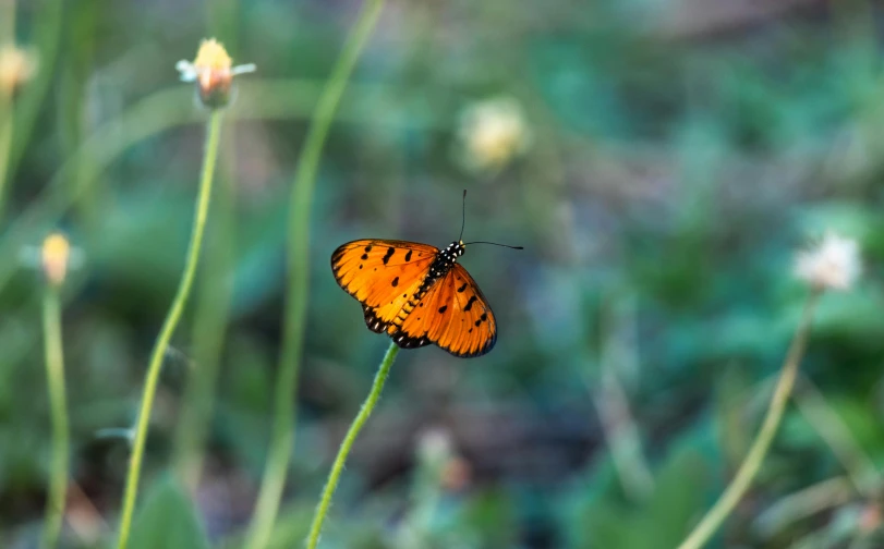 a small orange erfly sitting on top of a leaf