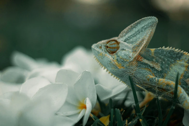 a close - up of a chamelon on top of white flowers