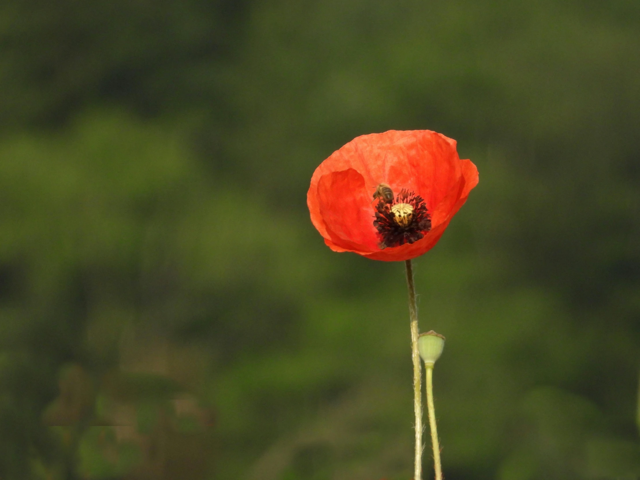 a red flower stands on an almost empty rock